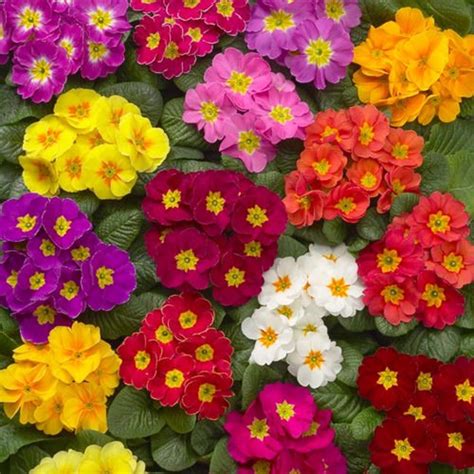 How to Grow and Care for Primrose Flowers .
